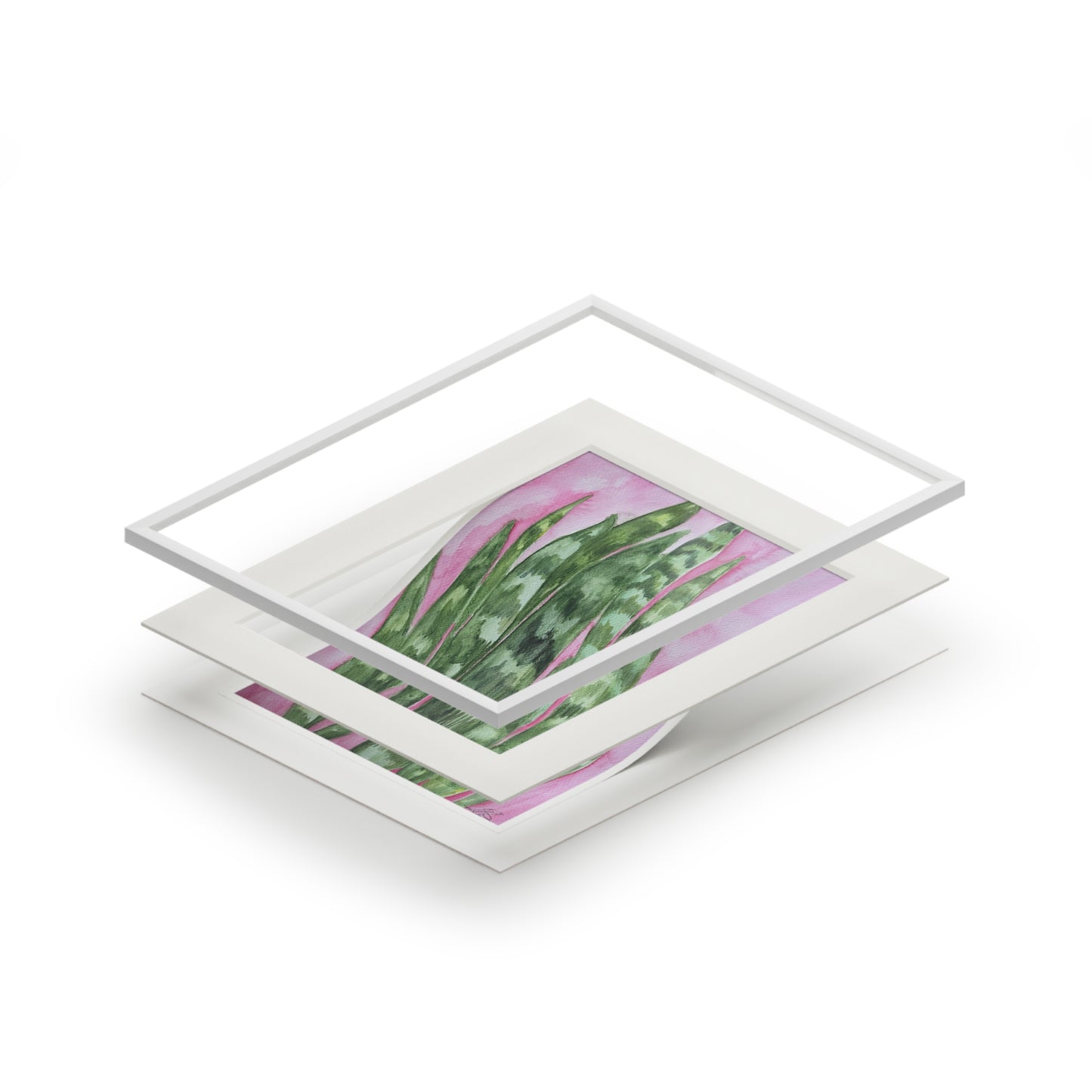 Snake Plant on Pink - Fine Art Print