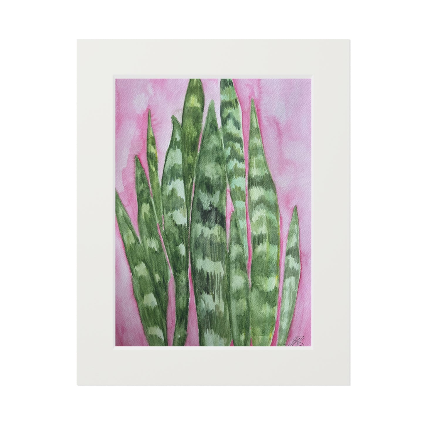 Snake Plant on Pink - Fine Art Print