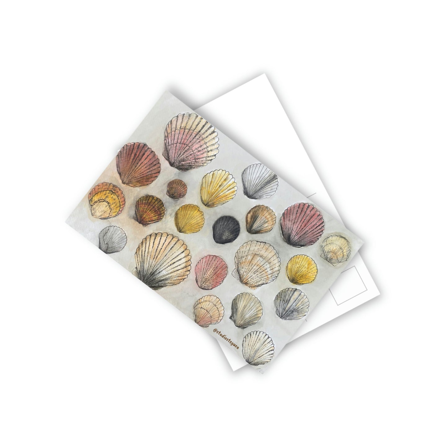 Cape Seashells Watercolor Postcards (pack of 10)